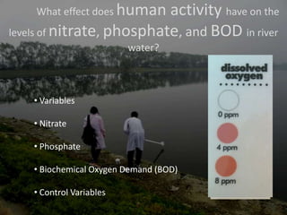 What effect does human activity have on the levels of nitrate, phosphate, and BOD in river water?  ,[object Object]