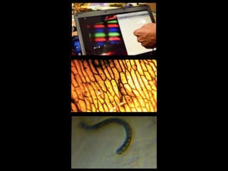 DIY microscope | PDF