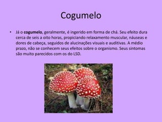 Cogumelo
• Já o cogumelo, geralmente, é ingerido em forma de chá. Seu efeito dura
  cerca de seis a oito horas, propiciando relaxamento muscular, náuseas e
  dores de cabeça, seguidos de alucinações visuais e auditivas. A médio
  prazo, não se conhecem seus efeitos sobre o organismo. Seus sintomas
  são muito parecidos com os do LSD.
 