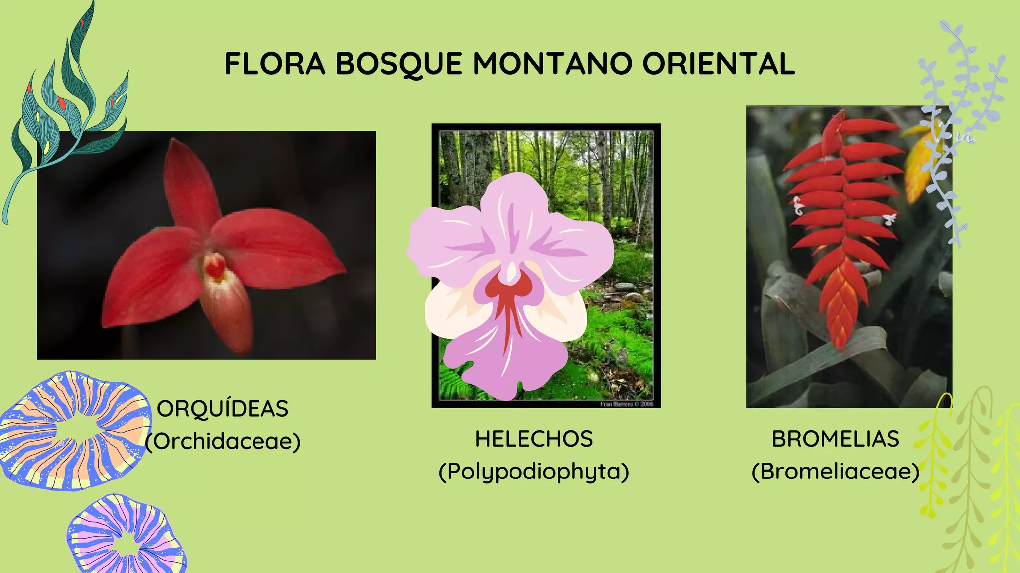 Bosque montano Oriental Bosque piemontano oriental PPT
