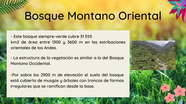 Bosque montano Oriental Bosque piemontano oriental