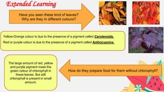 Extended Learning
Have you seen these kind of leaves?
Why are they in different colours?
How do they prepare food for them without chlorophyll?
Yellow-Orange colour is due to the presence of a pigment called Carotenoids.
Red or purple colour is due to the presence of a pigment called Anthocyanins.
The large amount of red, yellow
and purple pigment mask the
green colour of chlorophyll in
these leaves. But still
chlorophyll is present in small
amount.
 