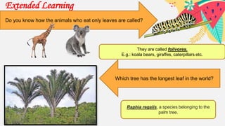 Extended Learning
Do you know how the animals who eat only leaves are called?
They are called folivores.
E.g.: koala bears, giraffes, caterpillars etc.
Which tree has the longest leaf in the world?
Raphia regalis, a species belonging to the
palm tree.
 