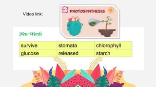 Video link:
New Words
survive stomata chlorophyll
glucose released starch
 
