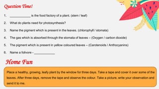 Home Fun
Question Time!
1. ____________ is the food factory of a plant. (stem / leaf)
2. What do plants need for photosynthesis?
3. Name the pigment which is present in the leaves. (chlorophyll / stomata)
4. The gas which is absorbed through the stomata of leaves – (Oxygen / carbon dioxide)
5. The pigment which is present in yellow coloured leaves – (Carotenoids / Anthocyanins)
6. Name a folivore - ____________
Place a healthy, growing, leafy plant by the window for three days. Take a tape and cover it over some of the
leaves. After three days, remove the tape and observe the colour. Take a picture, write your observation and
send it to me.
 