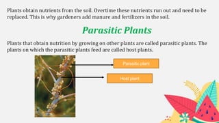 Parasitic Plants
Plants obtain nutrients from the soil. Overtime these nutrients run out and need to be
replaced. This is why gardeners add manure and fertilizers in the soil.
Plants that obtain nutrition by growing on other plants are called parasitic plants. The
plants on which the parasitic plants feed are called host plants.
Host plant
Parasitic plant
 