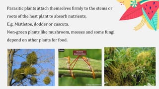 Parasitic plants attach themselves firmly to the stems or
roots of the host plant to absorb nutrients.
E.g. Mistletoe, dodder or cuscuta.
Non-green plants like mushroom, mosses and some fungi
depend on other plants for food.
 