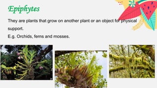 Epiphytes
They are plants that grow on another plant or an object for physical
support.
E.g. Orchids, ferns and mosses.
 