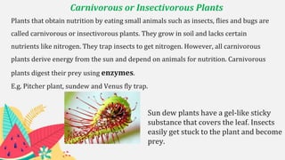 Carnivorous or Insectivorous Plants
Plants that obtain nutrition by eating small animals such as insects, flies and bugs are
called carnivorous or insectivorous plants. They grow in soil and lacks certain
nutrients like nitrogen. They trap insects to get nitrogen. However, all carnivorous
plants derive energy from the sun and depend on animals for nutrition. Carnivorous
plants digest their prey using enzymes.
E.g. Pitcher plant, sundew and Venus fly trap.
Sun dew plants have a gel-like sticky
substance that covers the leaf. Insects
easily get stuck to the plant and become
prey.
 