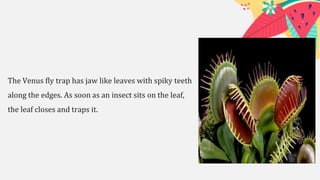 The Venus fly trap has jaw like leaves with spiky teeth
along the edges. As soon as an insect sits on the leaf,
the leaf closes and traps it.
 