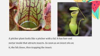 A pitcher plant looks like a pitcher with a lid. It has hair and
nectar inside that attracts insects. As soon as an insect sits on
it, the lid closes, thus trapping the insect.
 