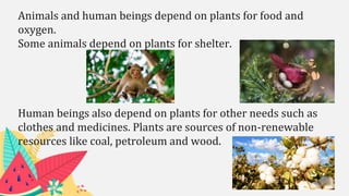 Animals and human beings depend on plants for food and
oxygen.
Some animals depend on plants for shelter.
Human beings also depend on plants for other needs such as
clothes and medicines. Plants are sources of non-renewable
resources like coal, petroleum and wood.
 