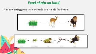 Food chain on land
A rabbit eating grass is an example of a simple food chain
 