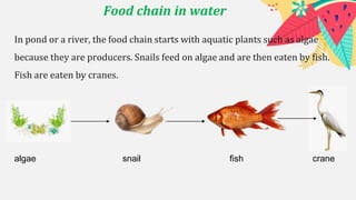 Food chain in water
In pond or a river, the food chain starts with aquatic plants such as algae
because they are producers. Snails feed on algae and are then eaten by fish.
Fish are eaten by cranes.
algae snail fish crane
 