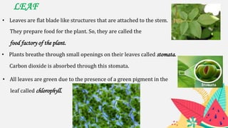 LEAF
• Leaves are flat blade like structures that are attached to the stem.
They prepare food for the plant. So, they are called the
food factory of the plant.
• Plants breathe through small openings on their leaves called stomata.
Carbon dioxide is absorbed through this stomata.
• All leaves are green due to the presence of a green pigment in the
leaf called chlorophyll.
 