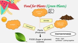 Food for Plants (Green Plants)
Plants
(Producers)
FOOD (Sugar or glucose)
(Leaves)
sunlight
water and
minerals
carbon-di-
oxide
PHOTOSYNTHESIS
Photo – light,
synthesis – putting together
stomata
 