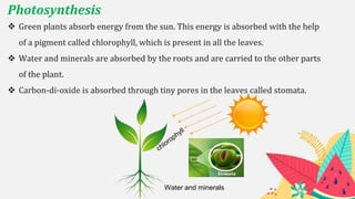 Photosynthesis
 Green plants absorb energy from the sun. This energy is absorbed with the help
of a pigment called chlorophyll, which is present in all the leaves.
 Water and minerals are absorbed by the roots and are carried to the other parts
of the plant.
 Carbon-di-oxide is absorbed through tiny pores in the leaves called stomata.
Water and minerals
 
