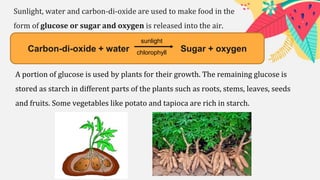 Carbon-di-oxide + water Sugar + oxygen
Sunlight, water and carbon-di-oxide are used to make food in the
form of glucose or sugar and oxygen is released into the air.
sunlight
chlorophyll
A portion of glucose is used by plants for their growth. The remaining glucose is
stored as starch in different parts of the plants such as roots, stems, leaves, seeds
and fruits. Some vegetables like potato and tapioca are rich in starch.
 