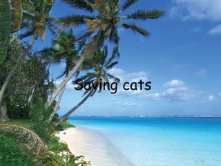 Saving cats 