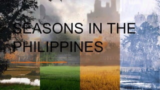 SEASONS IN THE
PHILIPPINES
 
