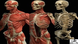 Muscular-System-Grade-6-Science-Systems. | PPTX