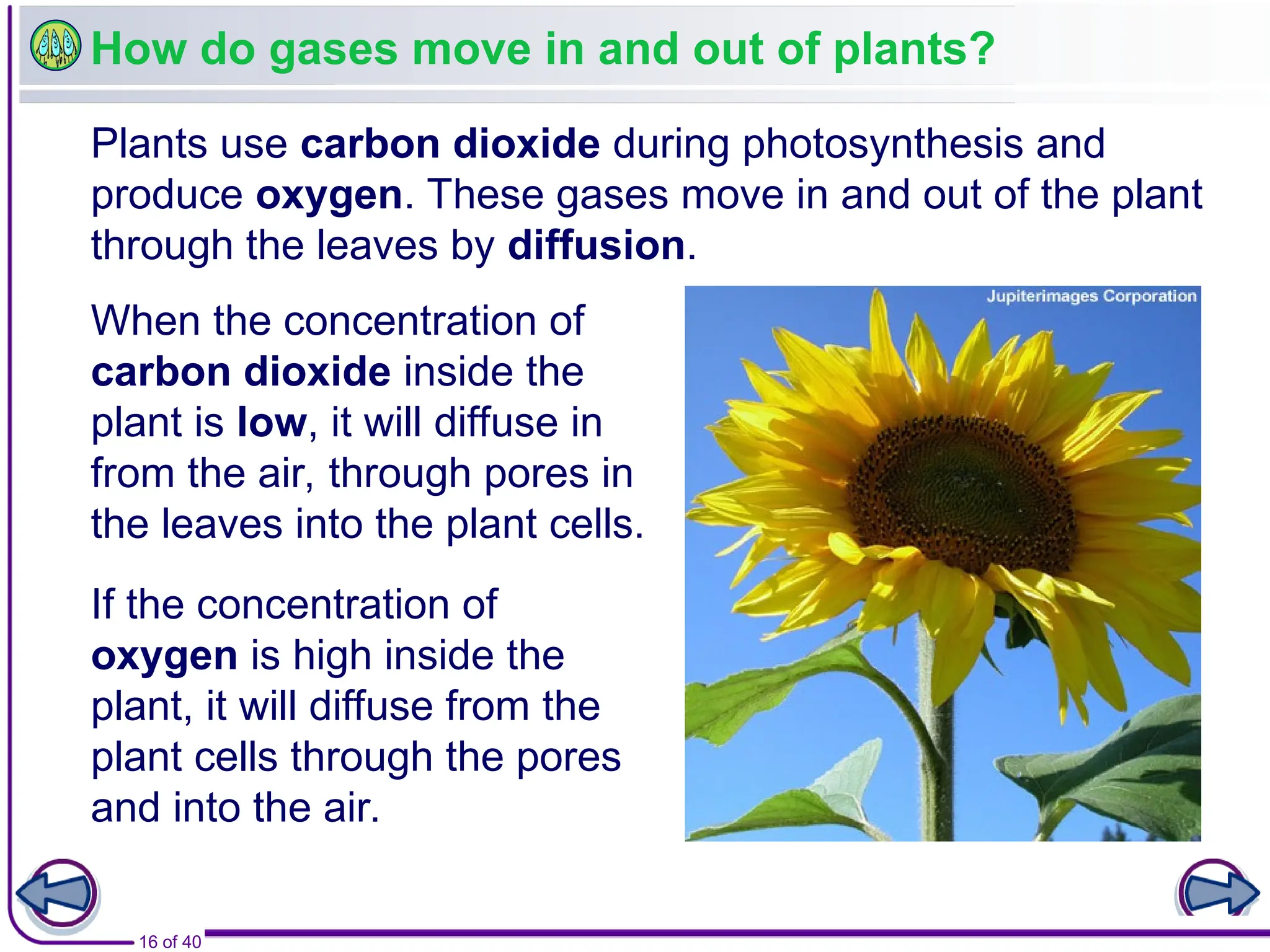 Grade 6 tissues and Transport in plants ppt
