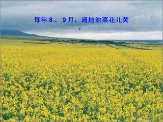 每年 8 、 9 月，遍地油菜花儿黄。 