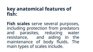 key anatomical features of
fish:
Fish scales serve several purposes,
including protection from predators
and parasites, reducing water
resistance, and aiding in the
maintenance of body fluids. The
main types of scales include.
 