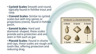 • Cycloid Scales Smooth and round,
typically found in fishlike trout and
carp.
• Ctenoid Scales- Similar to cycloid
scales but with tiny spines or
projections (ctenii), found in fishlike
perch.
• Ganoid Scales- Hard and
diamond- shaped, these scales
provide extra protection and are
seen in fish such as gar.
• Placoid Scales- Found in sharks
and rays, these scales are rough and
tooth-like, offering protection and
reducing drag.
 