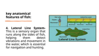 g6-anatomy-of-fish-align-with-the-matatag-curriculum-pptx