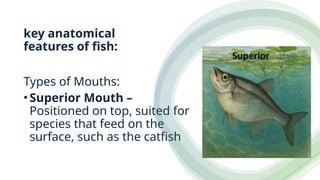 key anatomical
features of fish:
Types of Mouths:
•Superior Mouth –
Positioned on top, suited for
species that feed on the
surface, such as the catfish
 