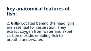 key anatomical features of
fish:
2. Gills- Located behind the head, gills
are essential for respiration. They
extract oxygen from water and expel
carbon dioxide, enabling fish to
breathe underwater.
 