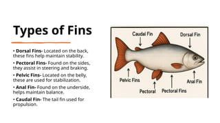 Types of Fins
• Dorsal Fins- Located on the back,
these fins help maintain stability.
• Pectoral Fins- Found on the sides,
they assist in steering and braking.
• Pelvic Fins- Located on the belly,
these are used for stabilization.
• Anal Fin- Found on the underside,
helps maintain balance.
• Caudal Fin- The tail fin used for
propulsion.
 