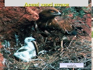 Степовий орелБалобан БеркутБеркут
Луговий луньЛуговий лунь
Чорний коршунЧорний коршун
змієїдзмієїд
Денні хижі птахиДенні хижі птахи
 