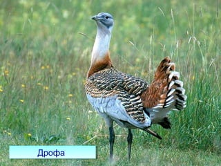 ряд Журавлеподібніряд Журавлеподібні
Американський журавельАмериканський журавель
СултанкаСултанкаСірий журавельСірий журавель КрасавкаКрасавка
ДрофаДрофа
 