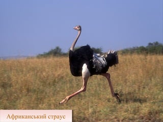 рядряд
СТРАУСОПОДІБНІСТРАУСОПОДІБНІ
Страус Ему
Страус НандуСтраус Нанду
Африканський страусАфриканський страус
 