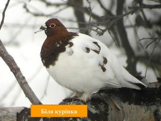 Розписний перепіл
тетерев
Гімалайський монал
Фазан
глухар Венценосна куріпкакаГрифоподібна цесарка
Біла куріпка
 
