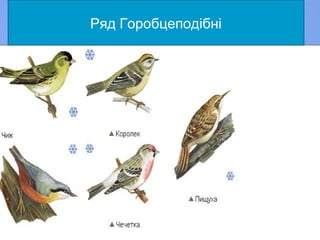 Хохлата синицяХохлата синиця
Міська ластівка,воронокМіська ластівка,воронок
зяблікзяблікЗвичайний соловейЗвичайний соловейСіра воронаСіра воронаПольовий горобецьПольовий горобець іволгаіволгагракграк
Ряд Горобцеподібні
 