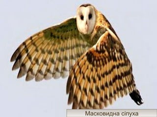 ряд Совоподібніряд Совоподібні
Сіра ніяситьСіра ніясить СплюшкаСплюшкаЯструбоподібна соваЯструбоподібна сова
Болотяна соваБолотяна сова
Біла полярна соваБіла полярна сова Масковидна сіпухаМасковидна сіпуха
 