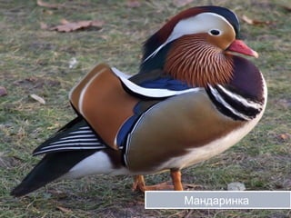 ряд Гусеподібніряд Гусеподібні
Білий гусьБілий гусьЧорний лебідьЧорний лебідь
Чевоновола казарка
МандаринкаМандаринка
 