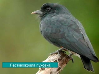 Ряд ДятлоподібніРяд Дятлоподібні
Малий пестрий дятелБольшой пестрый дятелЗелений дятел
Вертишийка
Рубіновий дятел
Ластівкокрила пуховка
 