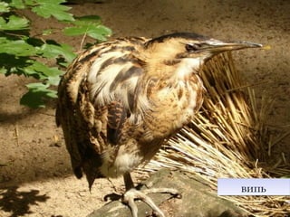 ряд Лелекоподібніряд Лелекоподібні
Білий лелекаБілий лелека
Жовта цапляЖовта цапля
Зелена квакваЗелена квакваВелика блакитна чапляВелика блакитна чапля
випьвипь
 