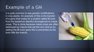 Example of a GM
it is quite common to see genetic modifications
in crop plants. An example of this is the transfer
of a gene that codes for a protein called Bt toxin
from the bacterium Bacillus thuringiensis to maize
crops. This is done because maize crops are often
destroyed by insects that eat the corn and so by
adding the Bt toxin gene this is prevented as the
toxin kills the insects.
 