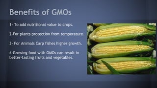 Benefits of GMOs
1- To add nutritional value to crops.
2-For plants protection from temperature.
3- For Animals Carp fishes higher growth.
4-Growing food with GMOs can result in
better-tasting fruits and vegetables.
 