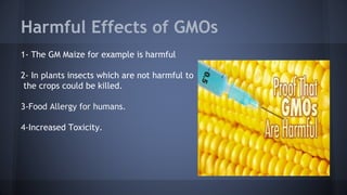 Harmful Effects of GMOs
1- The GM Maize for example is harmful
2- In plants insects which are not harmful to
the crops could be killed.
3-Food Allergy for humans.
4-Increased Toxicity.
 