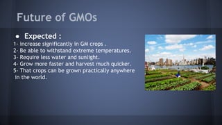 Future of GMOs
● Expected :
1- increase significantly in GM crops .
2- Be able to withstand extreme temperatures.
3- Require less water and sunlight.
4- Grow more faster and harvest much quicker.
5- That crops can be grown practically anywhere
in the world.
 