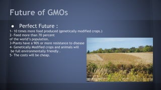 Future of GMOs
● Perfect Future :
1- 10 times more food produced (genetically modified crops.)
2- Feed more than 70 percent
of the world’s population.
3-Plants have a 90% or more resistance to disease
4- Genetically Modified crops and animals will
be full environmentally friendly .
5- The costs will be cheap.
 