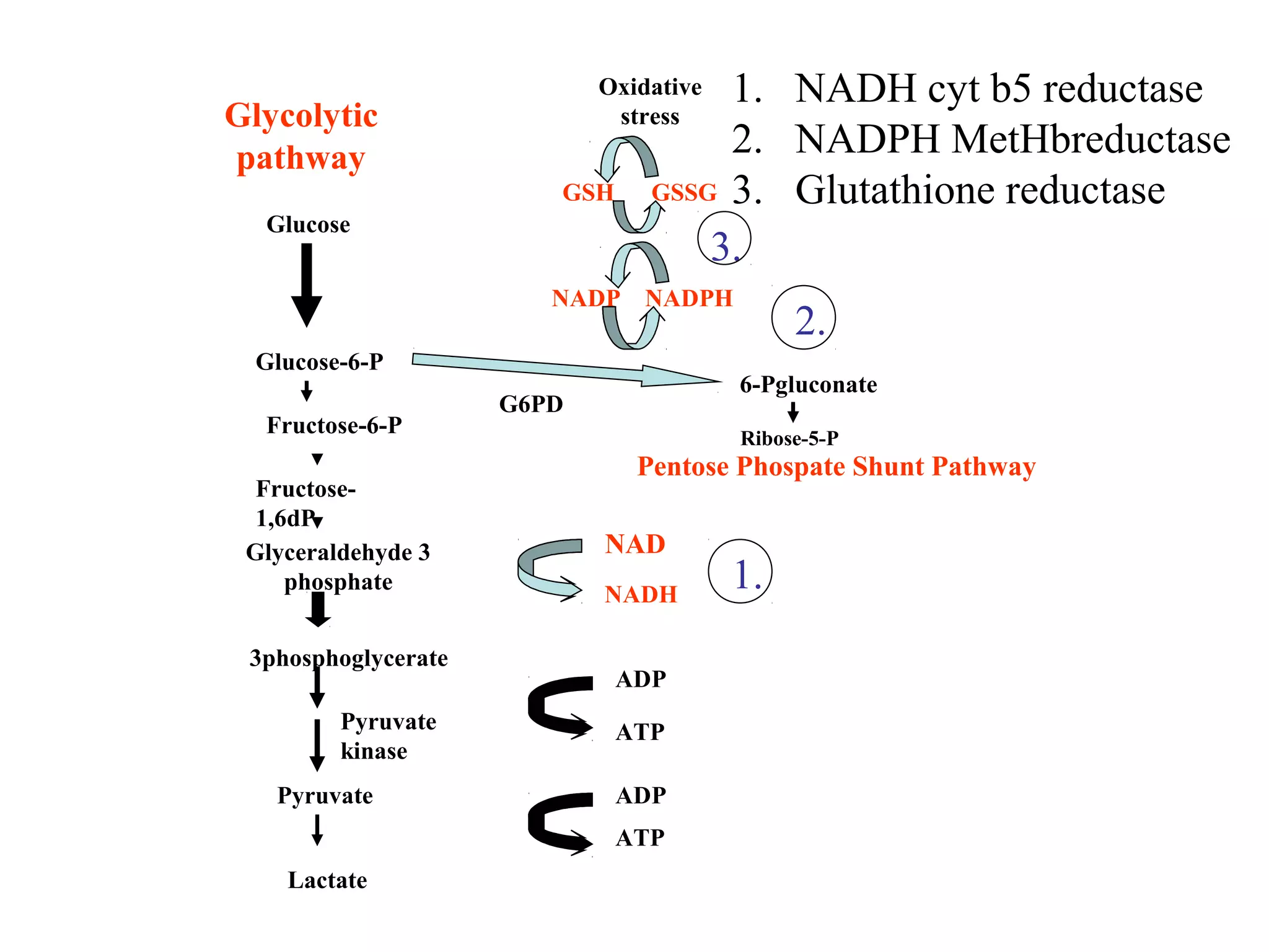 1. NADH cyt b5 reductase
2. NADPH MetHbreductase
3. Glutathione reductase
1.
2.
3.
Oxidative
stressGlycolytic
pathway
Glyceraldehyde 3
phosphate
3phosphoglycerate
Glucose
Glucose-6-P
Fructose-6-P
Fructose-
1,6dP
Pyruvate
Lactate
Pyruvate
kinase
G6PD
6-Pgluconate
Ribose-5-P
Pentose Phospate Shunt Pathway
NAD
NADH
ADP
ATP
ADP
ATP
NADP NADPH
GSH GSSG
 