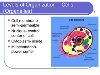 Levels of Organization – Cells (Organelles) Cell membrane- semi-permeable  Nucleus- control center of cell Cytoplasm- inside  Mitochondrion- power center 