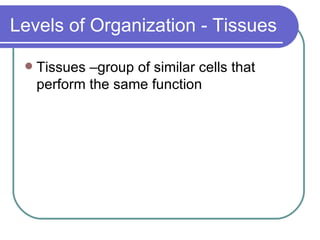 Levels of Organization - Tissues Tissues –group of similar cells that perform the same function 